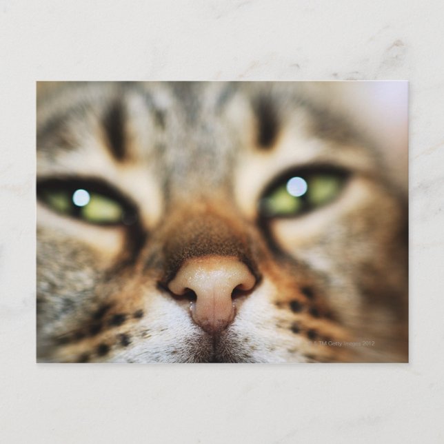 Eine Katze hat ein Gesicht Postkarte (Vorderseite)