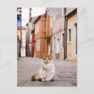 Eine Katze in den Straßen von Burano, Italien. 200 Postkarte