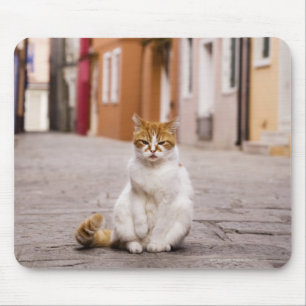 Eine Katze in den Straßen von Burano, Italien.  Mousepad