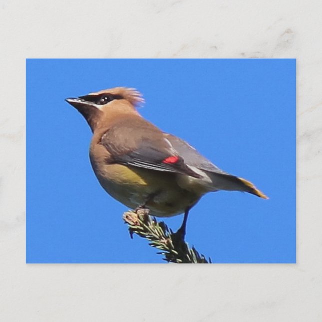 Eine klassische Cedar Waxwing Postkarte! Postkarte (Vorderseite)