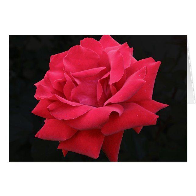 Eine klassische Rote Rose (Vorderseite (Horizontal))
