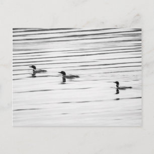 Eine kleine Loonie - Postkarte