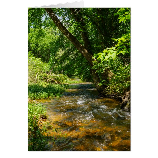 Eine Landkrebse (Vorne)