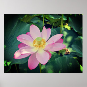 Eine lebendige Lotus-Blume Poster