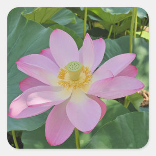 Eine lebendige Lotusblüte Quadratischer Aufkleber