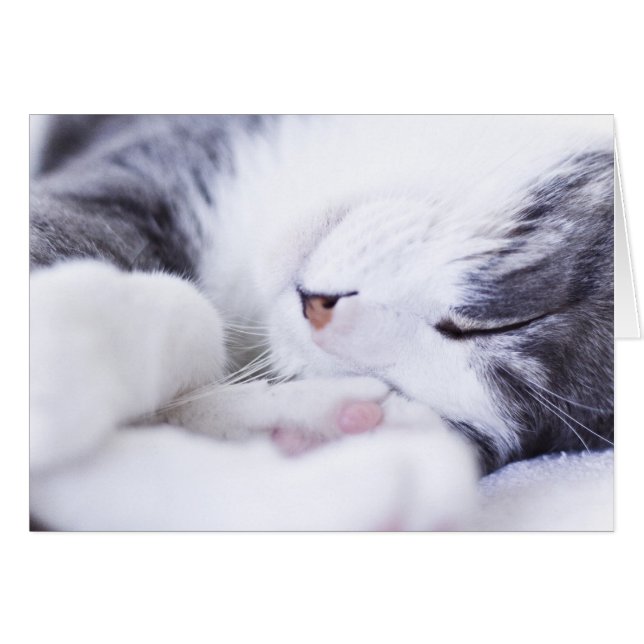 Eine Lebenskarte einer Katze leer (Vorderseite (Horizontal))