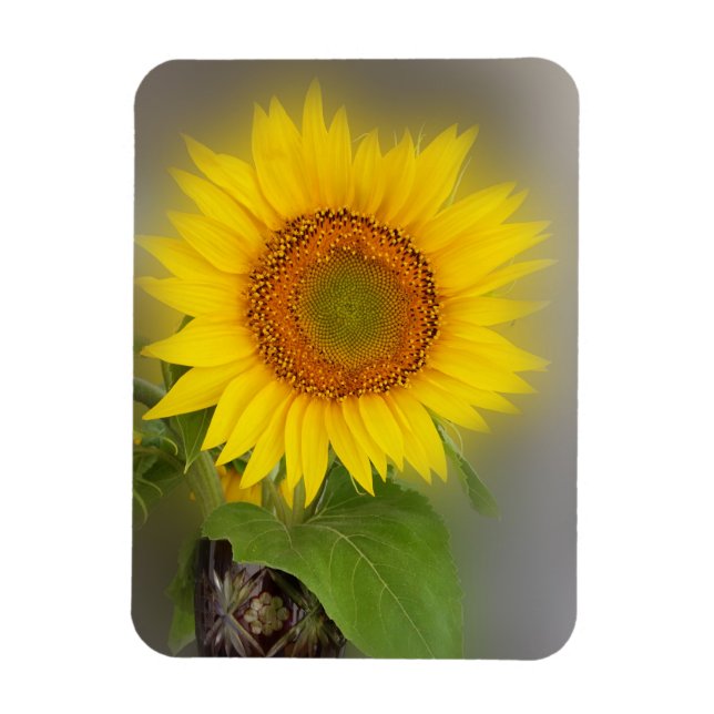 eine leuchtende Sonnenblume Magnet (Vertikal)