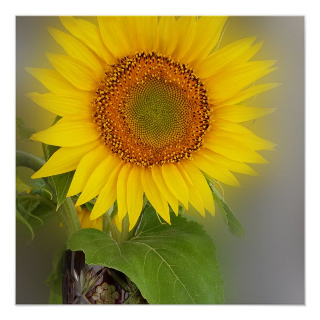 eine leuchtende Sonnenblume Poster (Vorderseite)