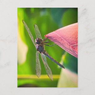 Eine Libelle der Art Slaty Skimmer Feiertagspostkarte