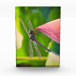 Eine Libelle der Art Slaty Skimmer Fotoblock