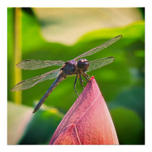 Eine Libelle der Art Slaty Skimmer Poster