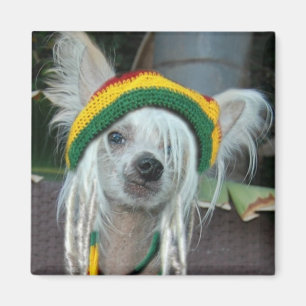 Eine Liebe chinesischer Rasta Dog Magnet