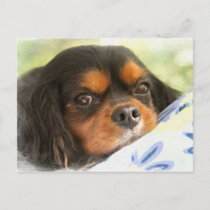 Eine Liebe wie kein anderer Cavalier King Charles  Postkarte