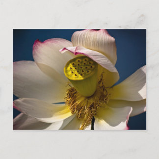 Eine Lotus Blossom Postkarte