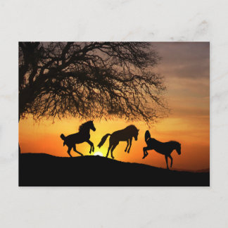 Eine lustige Postkarte mit Pferden!
