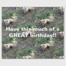 Eine lustige ungarische Vizsla-Rolle von Verpackun