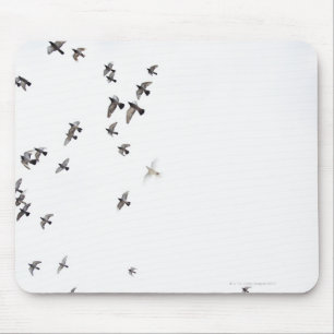 Eine Menge der Vögel fliegt am Himmel Mousepad
