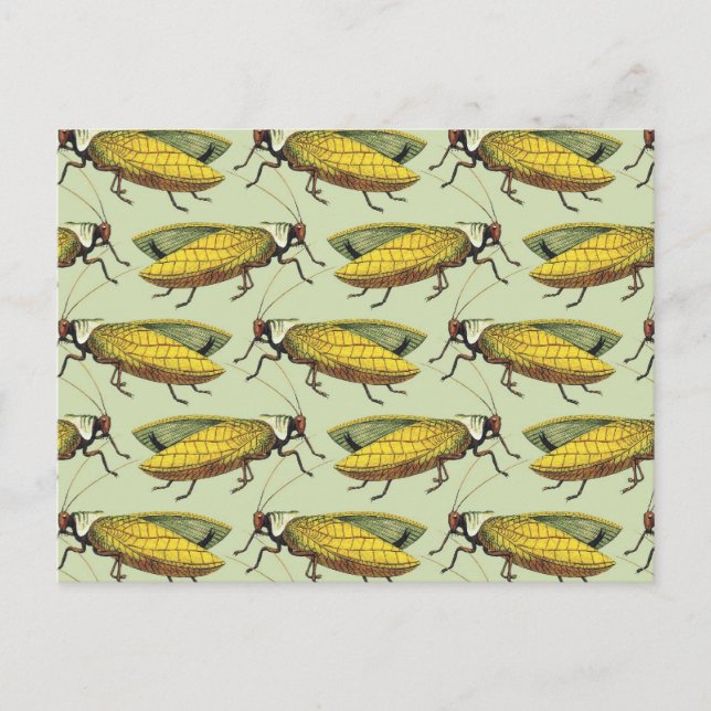 Eine Menschenmenge von Katydids Postkarte (Vorderseite)