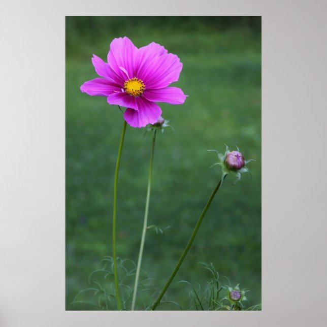 Eine mexikanische Aster Poster (Vorne)