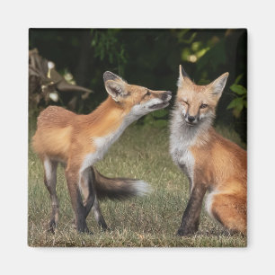 Eine Münze got? Magnet