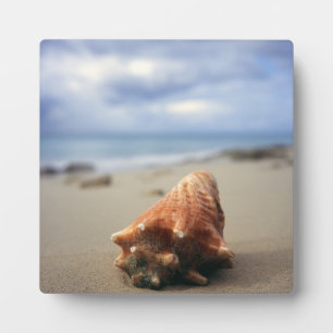 Eine Muschel am Strand   St. Croix, Usvi Fotoplatte