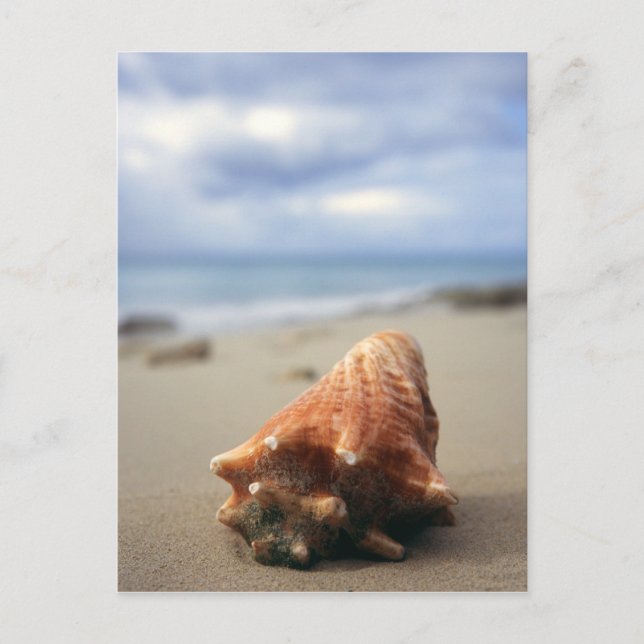 Eine Muschel am Strand | St. Croix, Usvi Postkarte (Vorderseite)