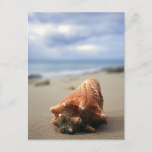 Eine Muschel am Strand   St. Croix, Usvi Postkarte