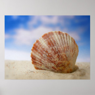 Eine Muschel Propped im Sand Poster