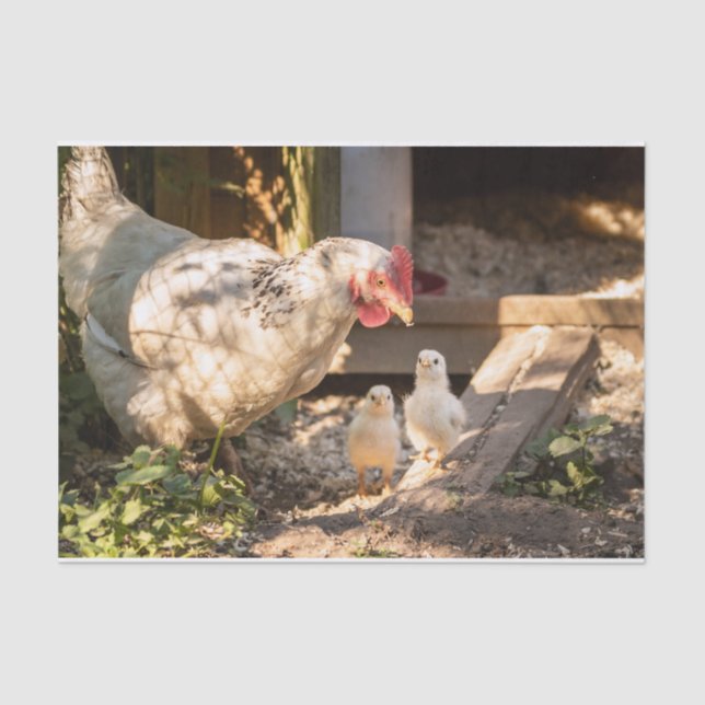 Eine Mutter mit ihren Hühnern Seidenpapier (Vorderseite)