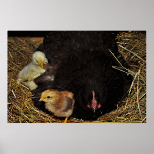 Eine Mutter und ihre Küken Poster