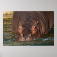 Eine Nahe Begegnung mit einem Hippopotamus