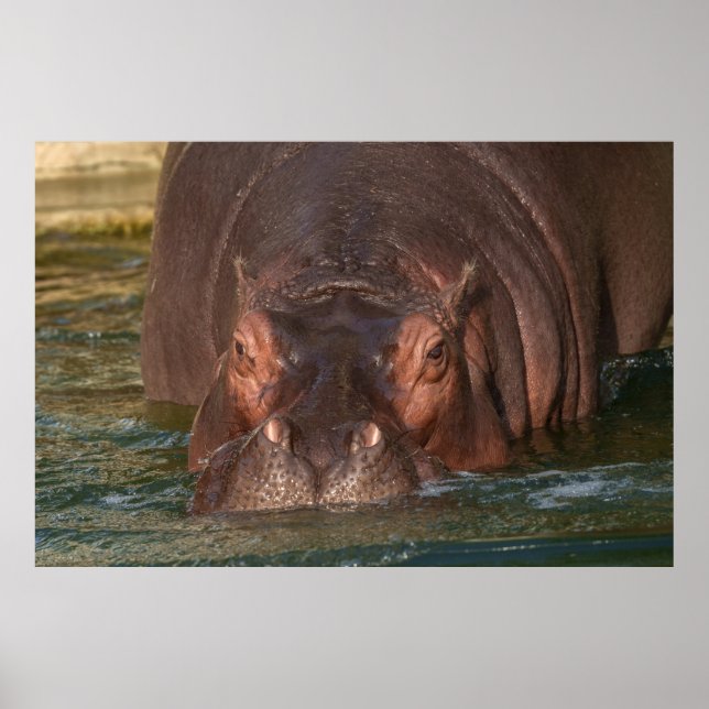 Eine Nahe Begegnung mit einem Hippopotamus Poster (Vorne)