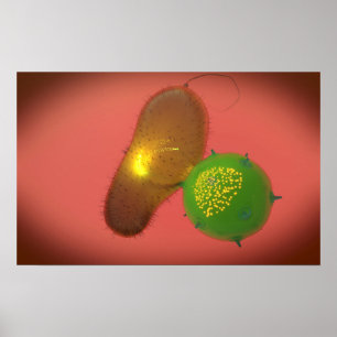 Eine natürliche Mörder-Zelle spritzt Giftstoff e Poster