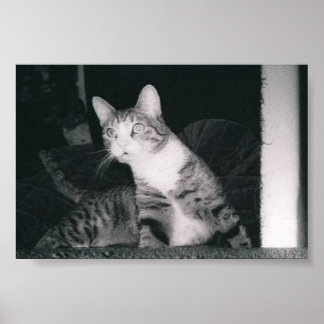 Eine neugierige Katze Poster