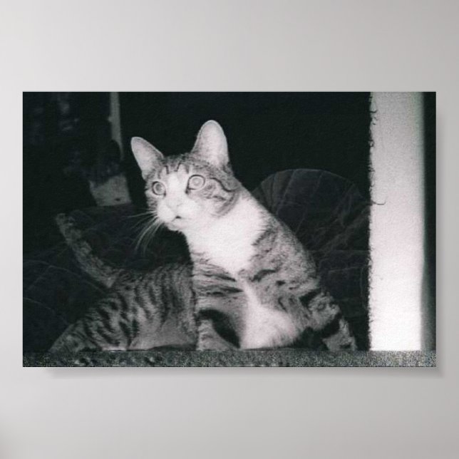 Eine neugierige Katze Poster (Vorne)