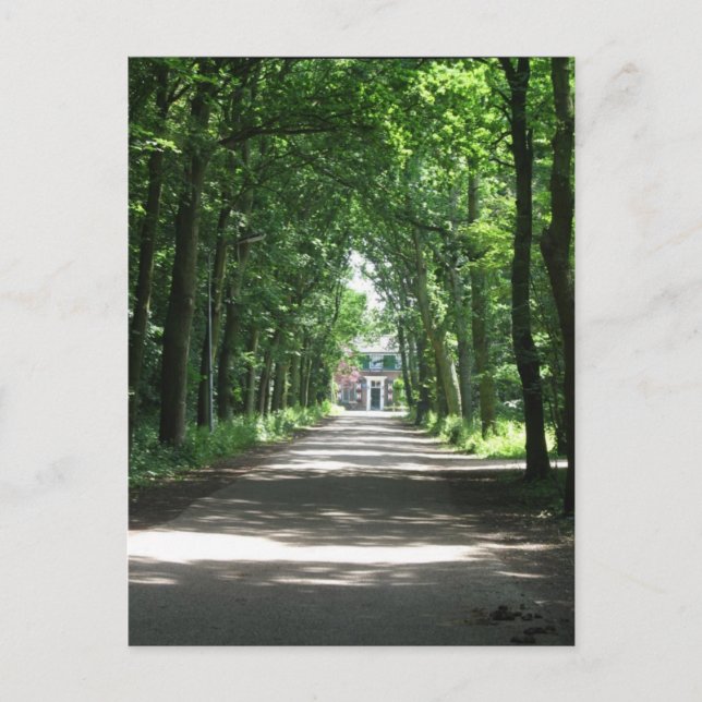 Eine niederländische Lane in Forrest in Holland Fo Postkarte (Vorderseite)