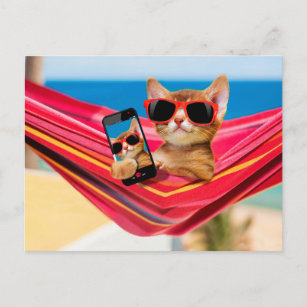 Eine niedliche Katze lag in einer Hängematte Postkarte