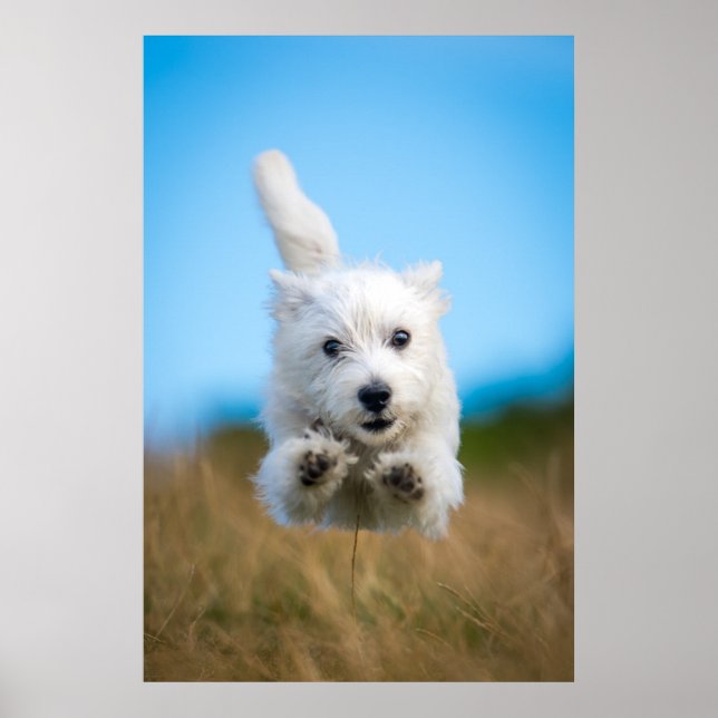Eine Niedliche West Highland Terrier Welpe läuft Poster (Vorne)