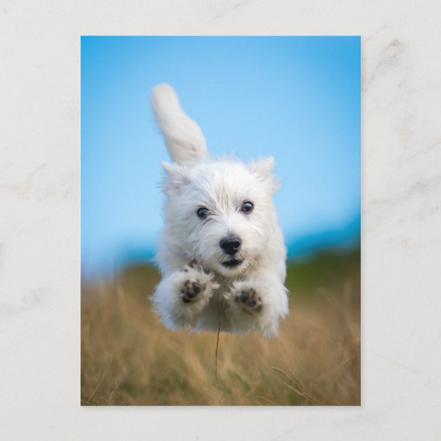 Eine Niedliche West Highland Terrier Welpe läuft Postkarte (Vorderseite)