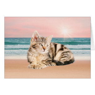 Eine Niedlichere gestreifte Katze am Strand mit So