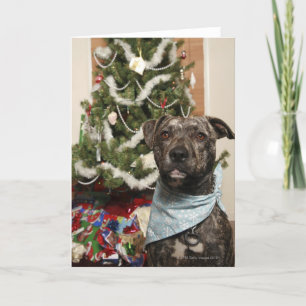 Eine Pitbull, die für ein Weihnachtsporträt Feiertagskarte