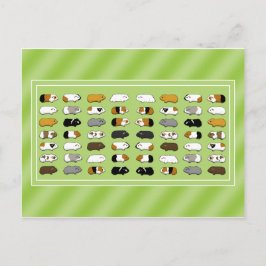 Eine Postkarte mit Meerschweinchen