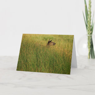 Eine Quick Peak Card Karte