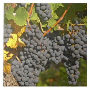 Eine Rebe mit reifen Merlot-Trauben - Chateau Fliese