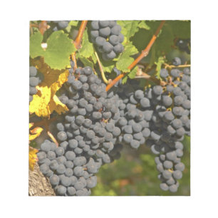 Eine Rebe mit reifen Merlot-Trauben - Chateau Notizblock