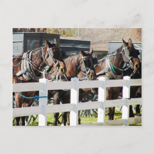 Eine Reihe amishischer Pferde in Kalona, Iowa Postkarte