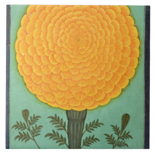 Eine Ringelblume, vom kleinen Clive Album (w/c auf Fliese