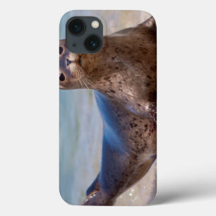 Eine Robbe an einem Strand entlang der Pazifikküst iPhone 13 Hülle
