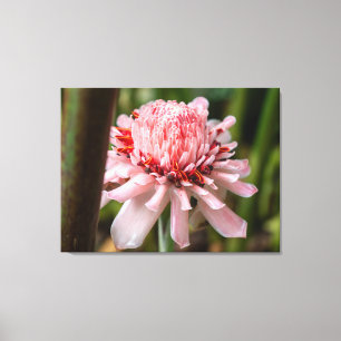 Eine rosa Fackelingwerblume in Costa Rica Leinwanddruck