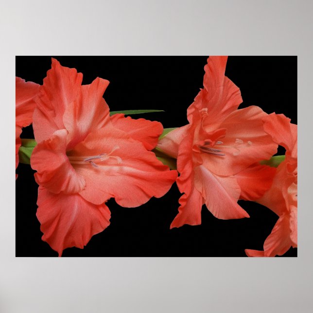 eine rosa Gladiola Poster (Vorne)